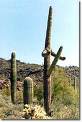 El Hielo del Desierto Jamás Seca Las Espinas del Cactus